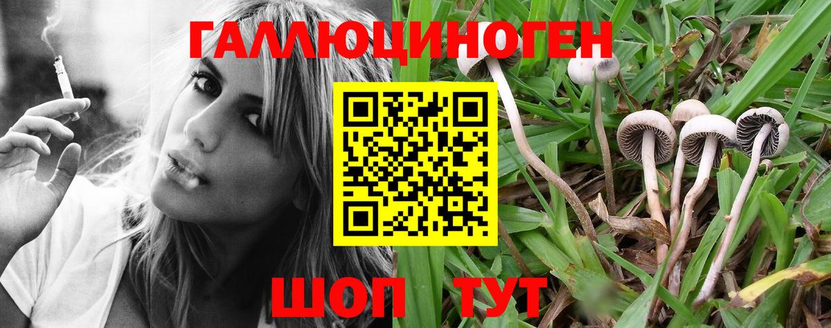 Псилоцибиновые грибы Psilocybe  Вход с VPN  Лесосибирск 
